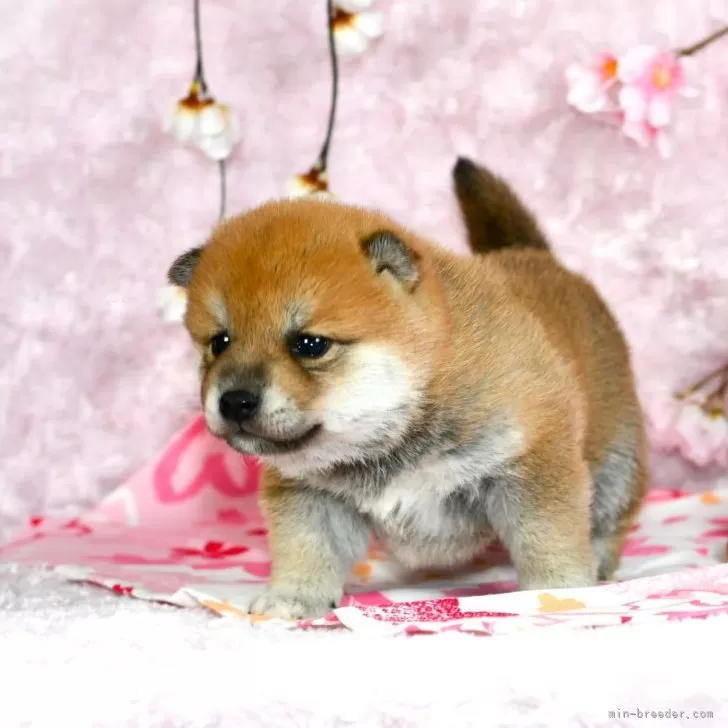 ID:2402-04082の子犬