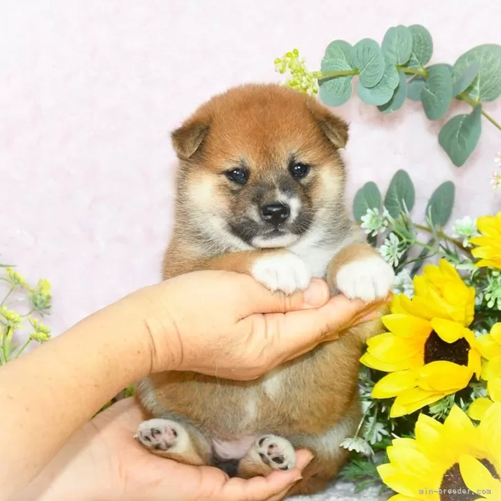 ID:2407-01003の子犬