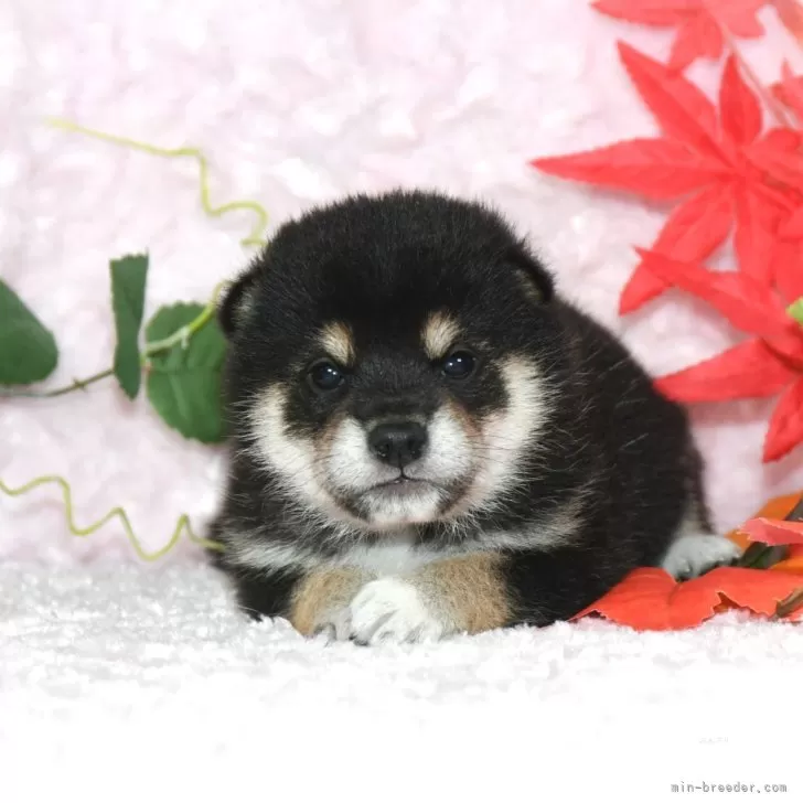 ID:2410-02473の子犬