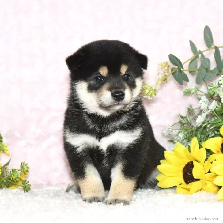 N.M 様のお迎えした子犬