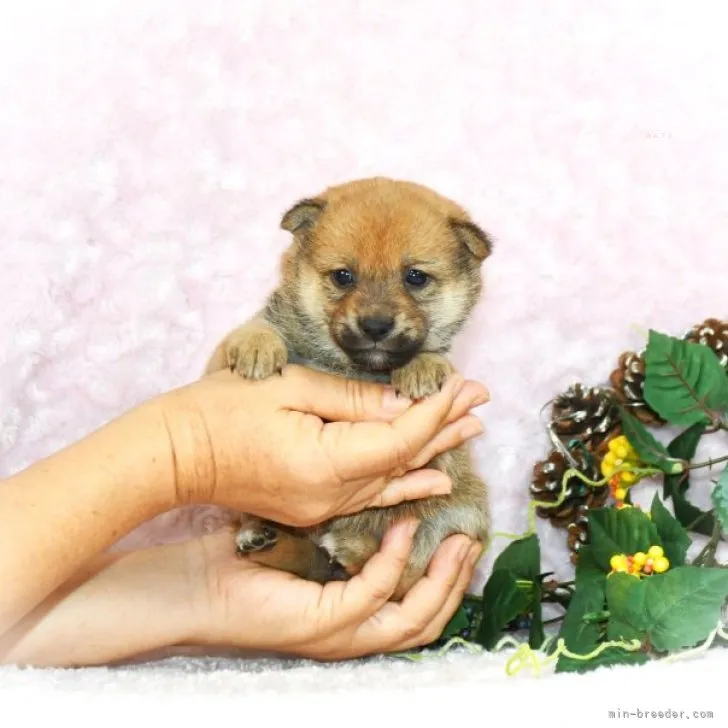 カトママ 様のお迎えした子犬