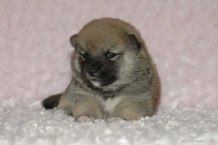 ID:1709-01226の子犬