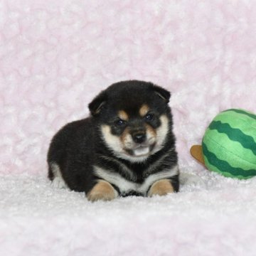 柴犬(豆柴)【千葉県・男の子・2023年6月13日・黒】の写真「★おススメ！容姿・性格・最高レベル★」