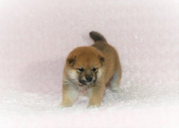 柴犬(標準サイズ)【千葉県・女の子・2021年6月1日・赤】の写真「★抜群な顔立ち！美しい被毛！健康診断付！」