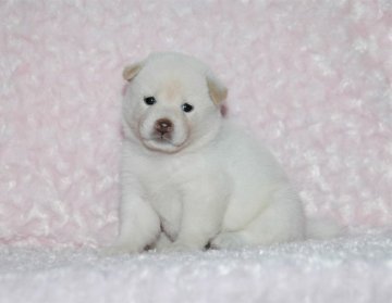 柴犬(標準サイズ)【千葉県・女の子・2018年6月13日・白】の写真「★容姿・骨格構成・犬質ハイレベル！健康診断付！」
