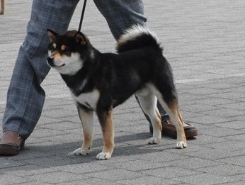 柴犬(標準サイズ)【千葉県・女の子・2018年1月26日・黒】の写真「★小振りで優しい女の子です★」
