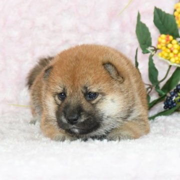 柴犬(標準サイズ)【千葉県・女の子・2023年9月1日・赤】の写真「★小柴サイズ★優秀血統★容姿性格・犬質最高レベル★」