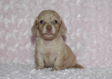 ミニチュアダックスフンド(ロング)【千葉県・女の子・2018年5月10日・イエロー(クリーム)】の写真「★小振りで優しい女の子です★」