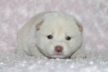 柴犬(豆柴)【千葉県・女の子・2017年3月23日・白】の写真「父犬は受賞犬・母犬は血統優秀豆柴サイズ！健康診断付」