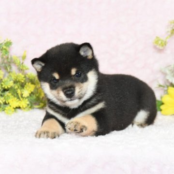 柴犬(豆柴)【千葉県・男の子・2024年7月1日・黒】の写真「★容姿・犬質ハイレベル！優しい甘えん坊さん！★」