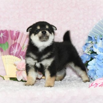 柴犬(豆柴)【千葉県・男の子・2024年4月2日・黒】の写真「★容姿・骨格構成・犬質ハイレベル！健康診断付！」