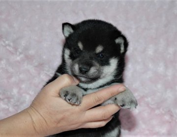 柴犬(豆柴)【千葉県・男の子・2017年9月15日・黒】の写真「父犬は受賞犬・母犬は血統優秀豆柴サイズ！」