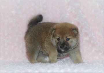 柴犬(標準サイズ)【千葉県・男の子・2017年9月1日・赤】の写真「父犬は受賞犬・母犬も血統優秀！健康診断付！」