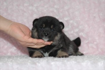 柴犬(標準サイズ)【千葉県・女の子・2019年1月18日・黒】の写真「★21代目豆助の妹！父犬受賞犬！健康診断付！」