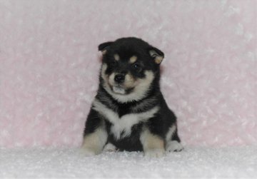 柴犬(豆柴)【千葉県・男の子・2018年8月7日・黒】の写真「★容姿・骨格構成・犬質ハイレベル！健康診断付き★」