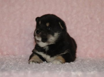 柴犬(標準サイズ)【千葉県・女の子・2018年1月26日・黒】の写真「父犬は受賞犬・母犬も血統優秀！健康診断付おススメ」