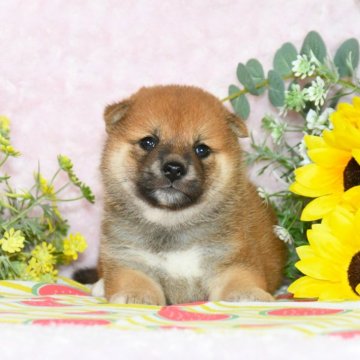 柴犬(標準サイズ)【千葉県・女の子・2024年5月20日・赤】の写真「★両親受賞犬★抜群の顔立ち★小振りサイズ★」
