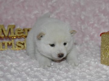 柴犬(豆柴)【千葉県・女の子・2017年10月30日・白】の写真「父犬は受賞犬・母犬も血統優秀な豆柴サイズ！」