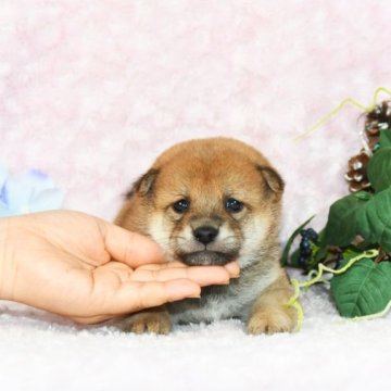柴犬(豆柴)【千葉県・男の子・2023年8月15日・赤】の写真「★容姿・骨格構成・犬質ハイレベル！健康診断付！」