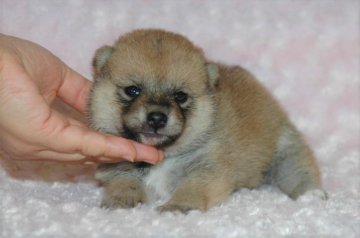 柴犬(豆柴)【千葉県・女の子・2017年8月18日・赤】の写真「父犬は受賞犬・母犬は血統優秀豆柴サイズ！」