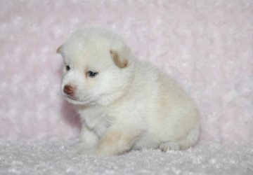 柴犬(豆柴)【千葉県・男の子・2017年3月23日・白】の写真「父犬は受賞犬・母犬は血統優秀豆柴サイズ！健康診断付」