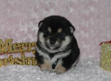 柴犬(豆柴)【千葉県・女の子・2017年10月30日・黒】の写真「父犬は受賞犬・母犬も血統優秀な豆柴サイズ！」