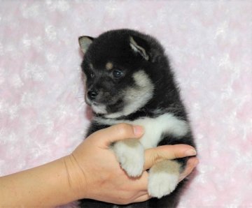 柴犬(豆柴)【千葉県・男の子・2017年9月21日・黒】の写真「父犬は受賞犬・母犬は血統優秀！」