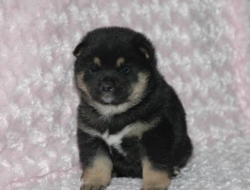 柴犬(標準サイズ)【千葉県・男の子・2017年3月5日・黒】の写真「父犬は受賞犬・母犬も血統優秀！健康診断付おススメ」