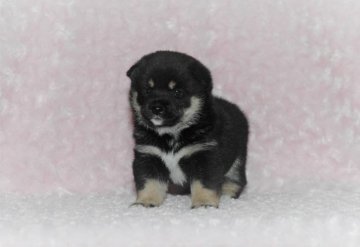 柴犬(豆柴)【千葉県・男の子・2018年7月12日・黒】の写真「★容姿・骨格構成・犬質ハイレベル！健康診断付！」