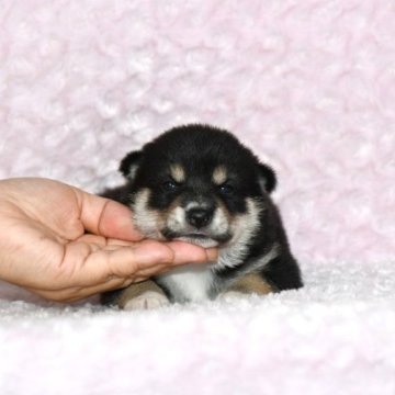 柴犬(豆柴)【千葉県・男の子・2023年6月13日・黒】の写真「★おススメ！容姿・性格・最高レベル★」