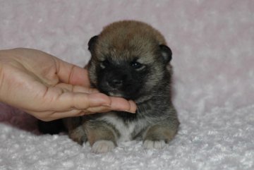 柴犬(豆柴)【千葉県・女の子・2017年8月11日・赤】の写真「父犬は受賞犬・母犬は血統優秀豆柴サイズ！」