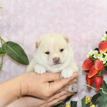 柴犬(豆柴)【千葉県・女の子・2022年12月4日・白】の写真「★おススメ！容姿・性格・最高レベル★」