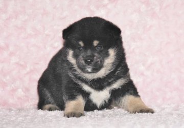 柴犬(豆柴)【千葉県・男の子・2018年4月17日・黒】の写真「★容姿・骨格構成・犬質ハイレベル！健康診断付！」