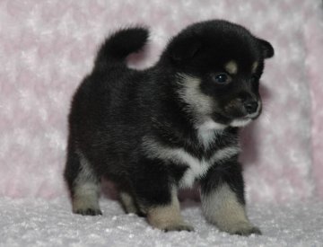 柴犬(標準サイズ)【千葉県・女の子・2017年3月14日・黒】の写真「父犬は受賞犬・母犬は血統優秀豆柴サイズ！健康診断付」