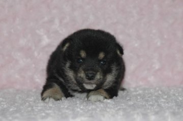 柴犬(標準サイズ)【千葉県・男の子・2018年1月26日・黒】の写真「父犬は受賞犬・母犬も血統優秀！健康診断付おススメ」