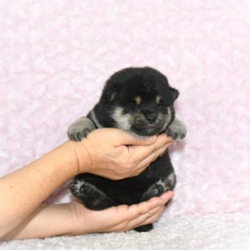 柴犬(標準サイズ)【千葉県・女の子・2023年5月16日・黒】の写真「★21代目豆助の妹★最優良血統★容姿性格抜群★」