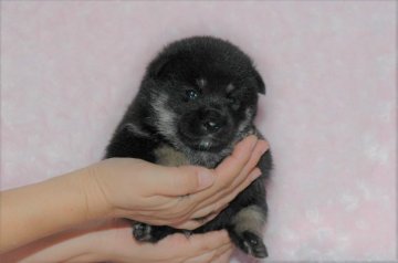 柴犬(標準サイズ)【千葉県・男の子・2017年7月25日・黒】の写真「父犬は受賞犬・母犬も血統優秀！健康診断付！」