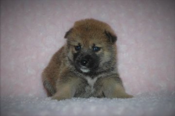 柴犬(豆柴)【千葉県・男の子・2017年7月20日・赤】の写真「父犬は受賞犬・母犬は血統優秀豆柴サイズ！」