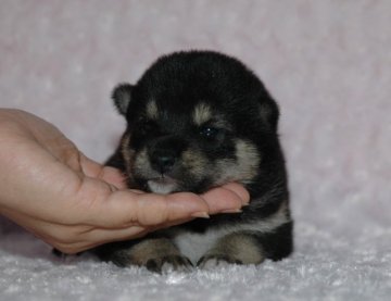 柴犬(豆柴)【千葉県・男の子・2017年8月13日・黒】の写真「父犬は受賞犬・母犬は血統優秀豆柴サイズ！」