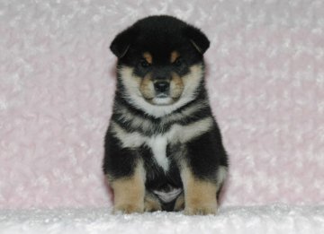 柴犬(標準サイズ)【千葉県・男の子・2018年5月10日・黒】の写真「★容姿・骨格構成・犬質ハイレベル！健康診断付！」