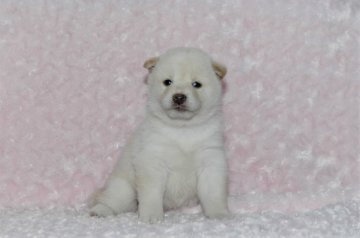 柴犬(豆柴)【千葉県・女の子・2017年7月27日・白】の写真「父犬は受賞犬・母犬は血統優秀豆柴サイズ！」