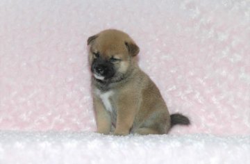 柴犬(豆柴)【千葉県・男の子・2018年6月30日・赤】の写真「★容姿・骨格構成・犬質ハイレベル！健康診断付！」