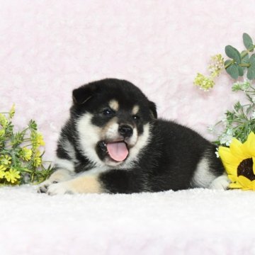 柴犬(標準サイズ)【千葉県・男の子・2024年7月4日・黒】の写真「★両親受賞犬★抜群の顔立ち★犬質ハイレベル★」