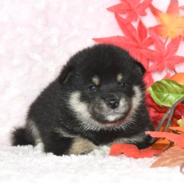 柴犬(標準サイズ)【千葉県・男の子・2024年9月1日・黒】の写真「★希少な本胡麻！★抜群の顔立ち★犬質ハイレベル★」