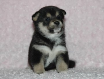 柴犬(標準サイズ)【千葉県・女の子・2017年3月14日・黒】の写真「父犬は受賞犬・母犬は血統優秀豆柴サイズ！健康診断付」