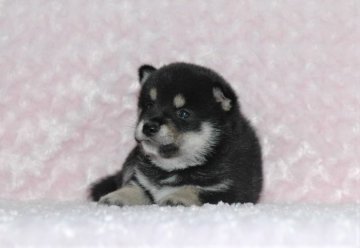 柴犬(標準サイズ)【千葉県・男の子・2018年8月10日・黒】の写真「★小振りサイズ・犬質ハイレベル！健康診断付！」