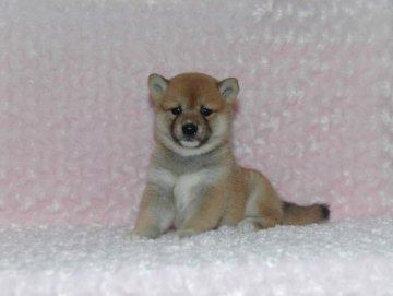 柴犬(標準サイズ)【千葉県・女の子・2018年7月13日・赤】の写真「★容姿・骨格構成・犬質ハイレベル！健康診断付！」