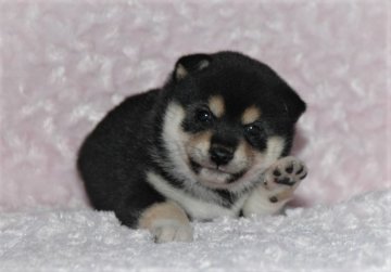 柴犬(豆柴)【千葉県・女の子・2018年8月19日・黒】の写真「★容姿・骨格構成・犬質ハイレベル！健康診断付！」