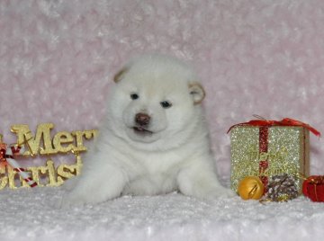 柴犬(標準サイズ)【千葉県・男の子・2017年10月31日・白】の写真「父犬は受賞犬！母犬も血統優秀！健康診断付！」