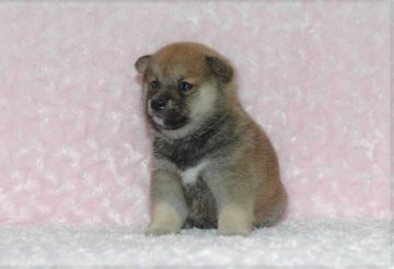 柴犬(標準サイズ)【千葉県・男の子・2018年8月21日・赤】の写真「★容姿・骨格構成・犬質ハイレベル！健康診断付！」